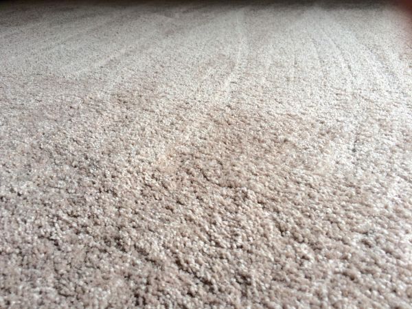 Plush Carpet Installation in Danville
